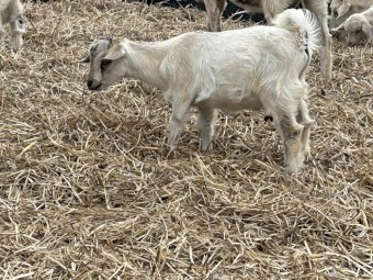 Nigerian dwarf cross Australia miniature 