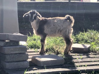 Nigerian dwarf cross Australia miniature 