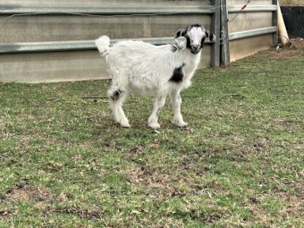 Nigerian dwarf cross Australia miniature 