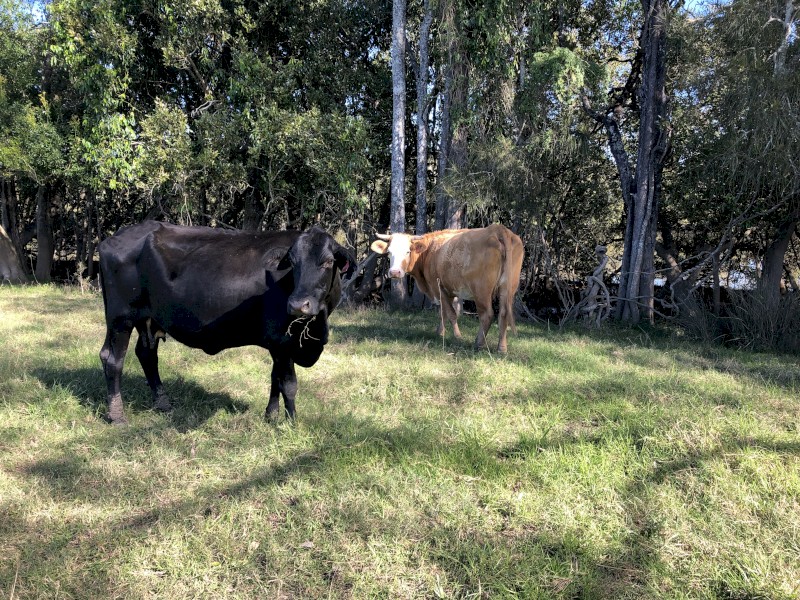 WANTED Grazing Country for Lease / Agistment