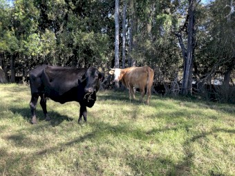 WANTED Grazing Country for Lease / Agistment