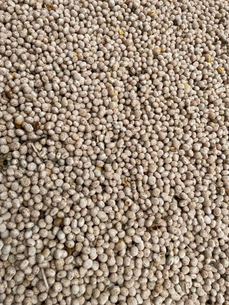 27 mt Bateman Lupins