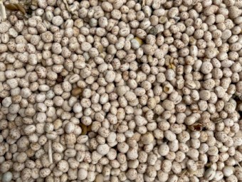 27 mt Bateman Lupins