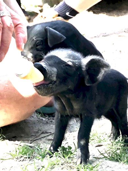 Large Rare Black Piglets