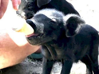 Large Rare Black Piglets