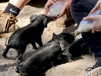 Large Rare Black Piglets