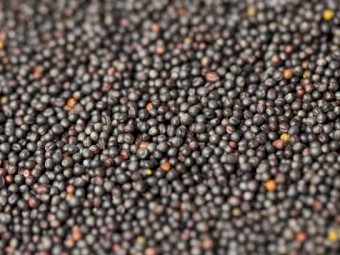 Canola oilseeds