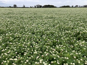 Balansa Clover Seed
