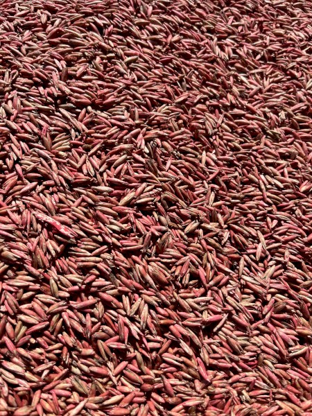 Blackbutt Oat Seed