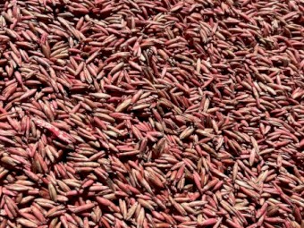 Blackbutt Oat Seed