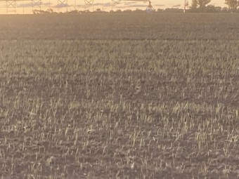 Quick Feed Ryecorn Seed - Fantastic Cover Crop