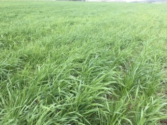 Quick Feed Ryecorn Seed - Fantastic Cover Crop