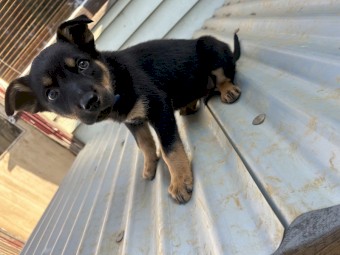 6 male kelpie pups 