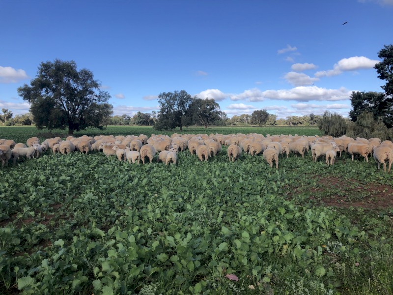 Grazing Canola