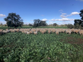 Grazing Canola