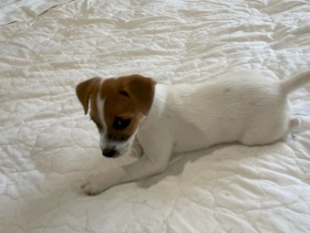 Purebred Jack Russel Puppies