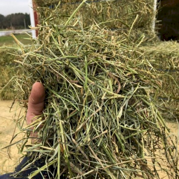 Timothy hay for sale