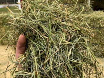 Timothy hay for sale