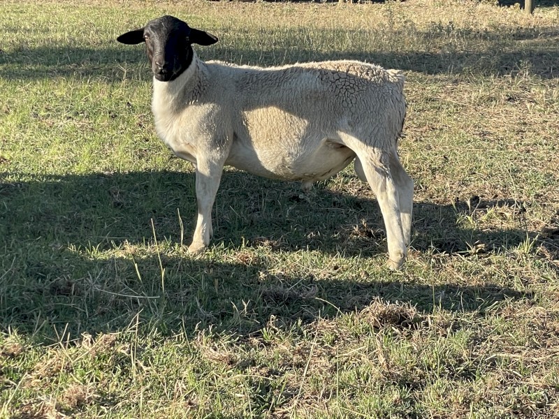 Dorper Ram Lambs