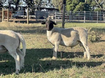 Dorper Ram Lambs