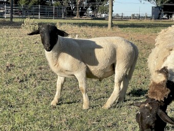 Dorper Ram Lambs
