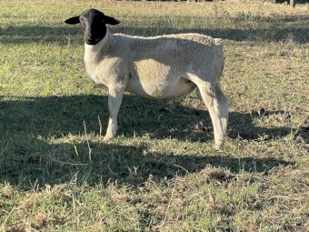 Dorper Ram Lambs