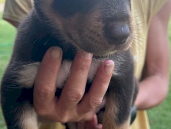 Australian Kelpie x Border Collie Pups
