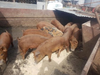 Pigs for Sale