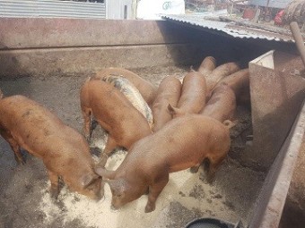 Pigs for Sale