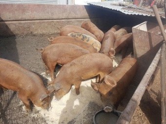Pigs for Sale
