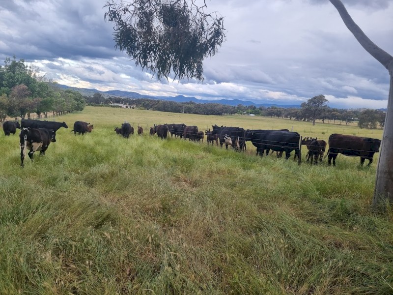 WANTED Cattle agistment/lease near Albury/Wodonga 