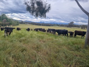WANTED Cattle agistment/lease near Albury/Wodonga