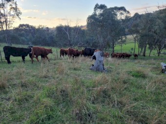 WANTED Cattle agistment/lease near Albury/Wodonga 