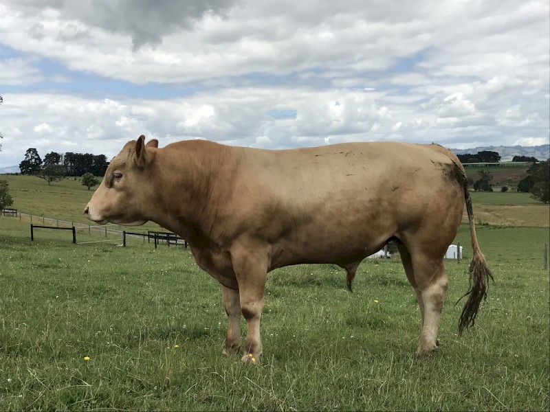 23 months old Blonde d'Aquitaine x Red Angus bull 