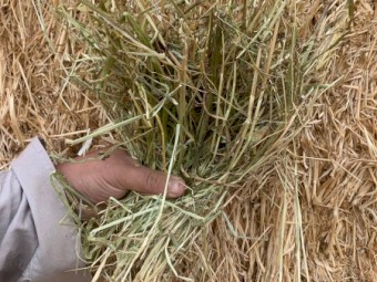 350mt Barley Lucerne and Clover Pasture Hay 690kg 8x4x3 Bales (Burkesflat) 22/23 Season