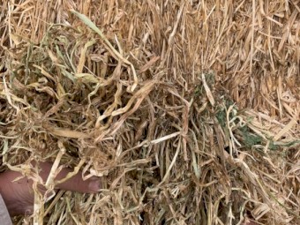 150mt Barley Lucerne and Clover Pasture Hay 675kg 8x4x3 Bales (Males) 22/23 Season