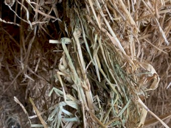 150mt Barley Lucerne and Clover Pasture Hay 675kg 8x4x3 Bales (Males) 22/23 Season