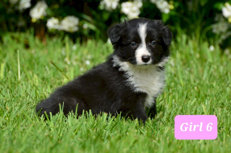 Border Collie Pup - UK Sire