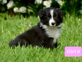 Border Collie Pup - UK Sire