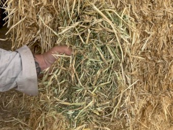 130mt Barley Lucerne and Clover Pasture Hay 740kg 8x4x3 Bales (No.2 Plain) 22/23 Season