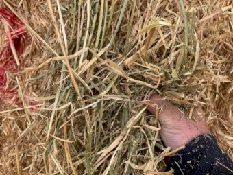 130mt Barley Lucerne and Clover Pasture Hay 740kg 8x4x3 Bales (No.2 Plain) 22/23 Season