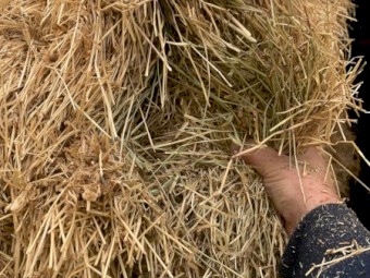 190mt Rye Lucerne and Clover Hay 610kg 8x4x3 Bales (The Plain) 22/23 Season