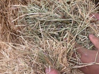 190mt Rye Lucerne and Clover Hay 610kg 8x4x3 Bales (The Plain) 22/23 Season