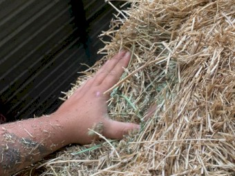 100mt Rye Lucerne and Clover Hay 620kg 8x4x3 Bales (Pre-em 100) 22/23 Season