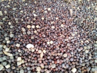 Rasina Vetch Seed