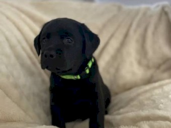 Labrador retriever puppies