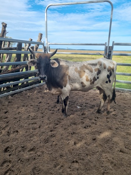 Young Texas Longhorn Cross Heifer