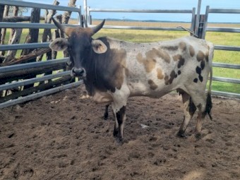 Young Texas Longhorn Cross Heifer