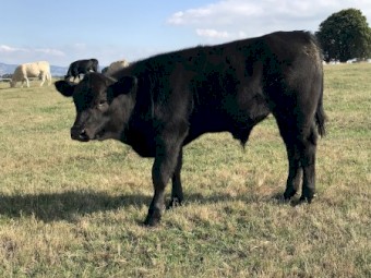 23 months old Blonde d'Aquitaine x Red Angus bull 