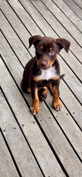 4 males and 1 female Australian Kelpie